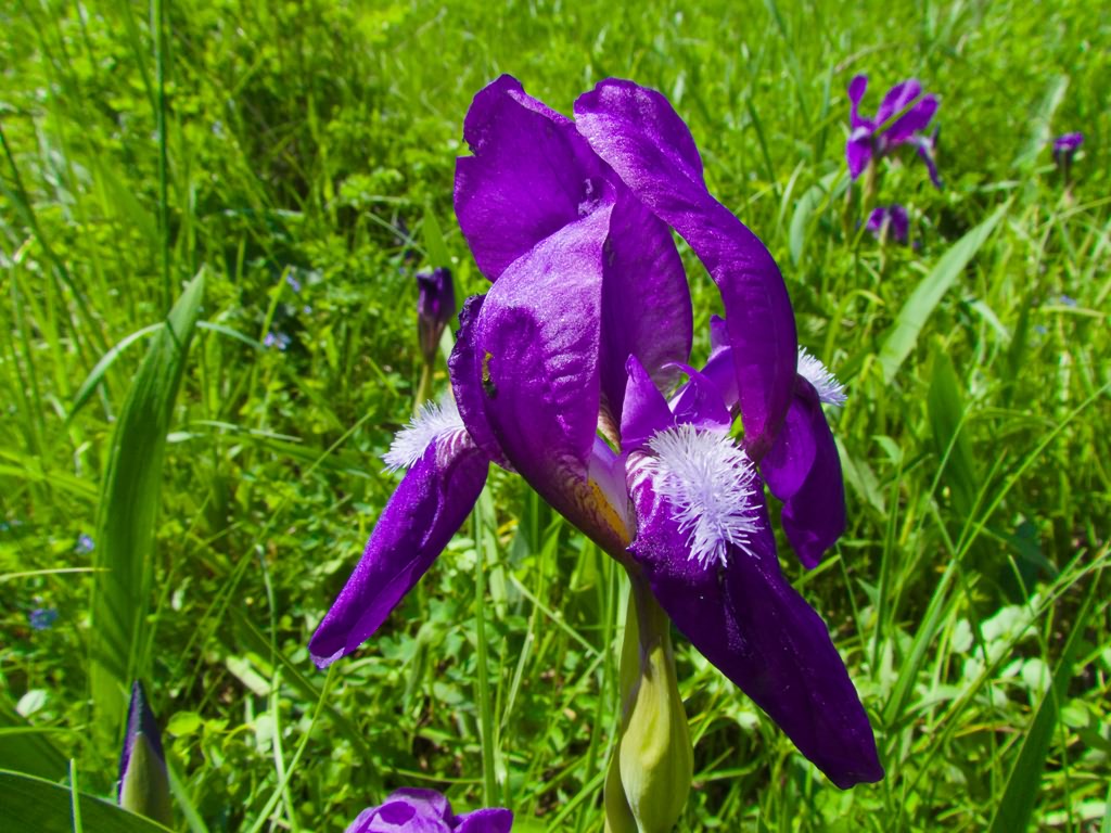 Iris aphylla L.
